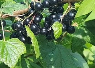 Parduodu šviežius juoduosius serbentus