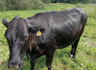Vesenčios Angustų veislės telyčia – puikus pasirinkimas stabiliai ir kokybiškai gyvulininkystei