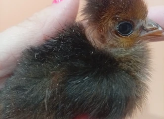 Įsigyk vienadienius viščiukus Šilutėje, skambink dabar!