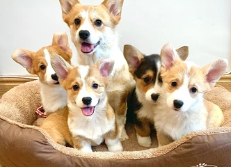 Trispalviai ir oranžiniai Pembroke Corgi – mikroschema, skiepai, veterinarijos patikra! WhatsApp +37065391730