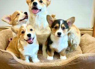 Šeimos augintinių Pembroke Corgi šuniukai – mama ir tėtis matomi!
