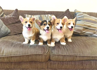 Registruoti Pembroke Corgi šuniukai su dokumentais – sveiki ir paruošti kelionei!