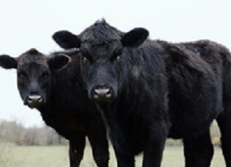 Perkam mėsinių mišrūnų prieauglį nuo 200 kg