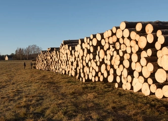 Peržiūrėti skelbimą - Superkame eglės plonrąsčius ir rąstus 3,6m 