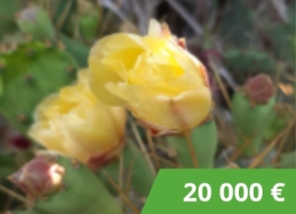 Perkame sodą už 20 000€ be derybų