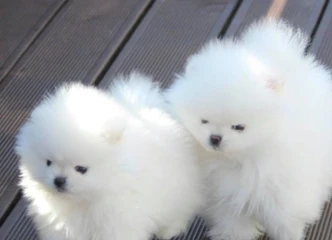 Pomeranijos šuniukai – draugiški ir mylintys žmones!