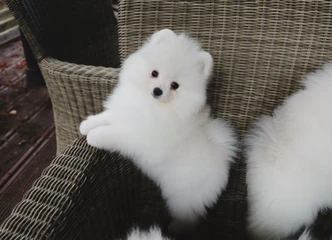 Socializuoti Pomeranijos šuniukai su pilnu paketu!