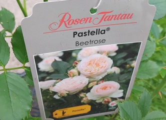 Aukštos kokybės sertifikuotos rožės – speciali kaina 15 €