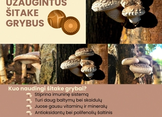 Šitaki grybai – natūralus sveikatingumo šaltinis