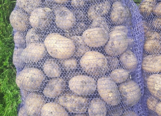 Miltingos bulvės už 0,80€/kg – šviežios ir skanios