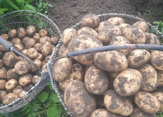 Miltingos bulvės – šviežios ir skanios, pristatymo į namus Šilutėje