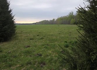 Parduodamas sklypas su eglėmis – puiki vieta jūsų ūkiui!