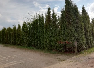 Parduodamas puikus 6a sodas su nameliu ir šiltnamiu