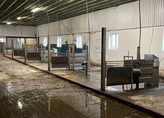 Automatinė veršelių šėrykla už gerą kainą