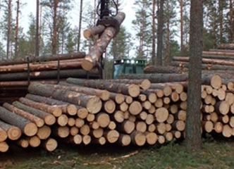 Eglės mediena už gerą kainą – AK „Pynauja“