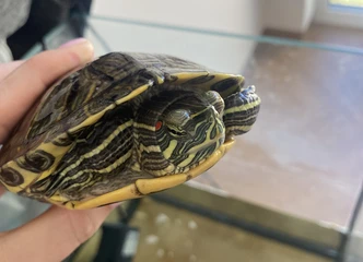 Vandens vėžlys su akvariumu – puikus augintinis tavo namams!